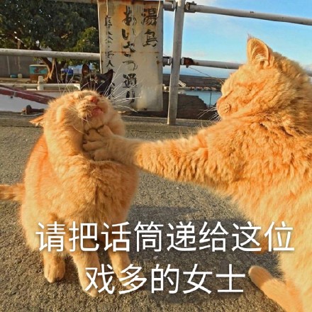 猫咪表情包：快让我看看怎么年纪轻轻就傻了