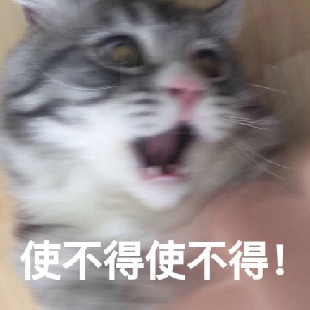 猫咪表情包：快让我看看怎么年纪轻轻就傻了