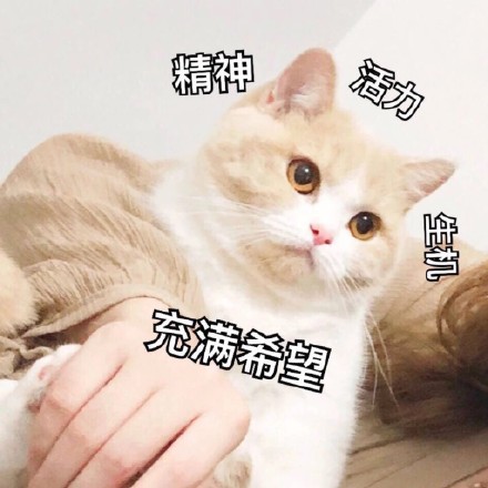 猫咪表情包：快让我看看怎么年纪轻轻就傻了