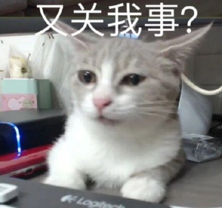 猫咪表情包：快让我看看怎么年纪轻轻就傻了