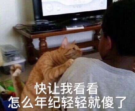 猫咪表情包：快让我看看怎么年纪轻轻就傻了