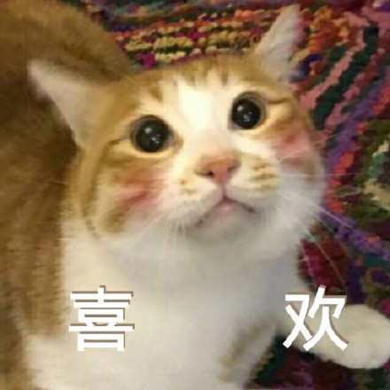 猫咪表情包：快让我看看怎么年纪轻轻就傻了