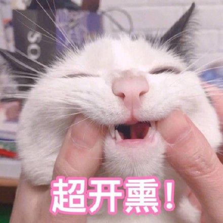 猫咪表情包：快让我看看怎么年纪轻轻就傻了