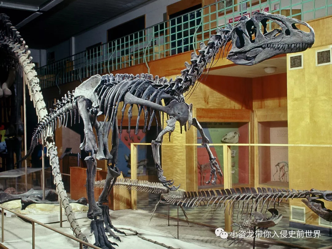 一条异特龙的成长史:"大艾尔"的故事