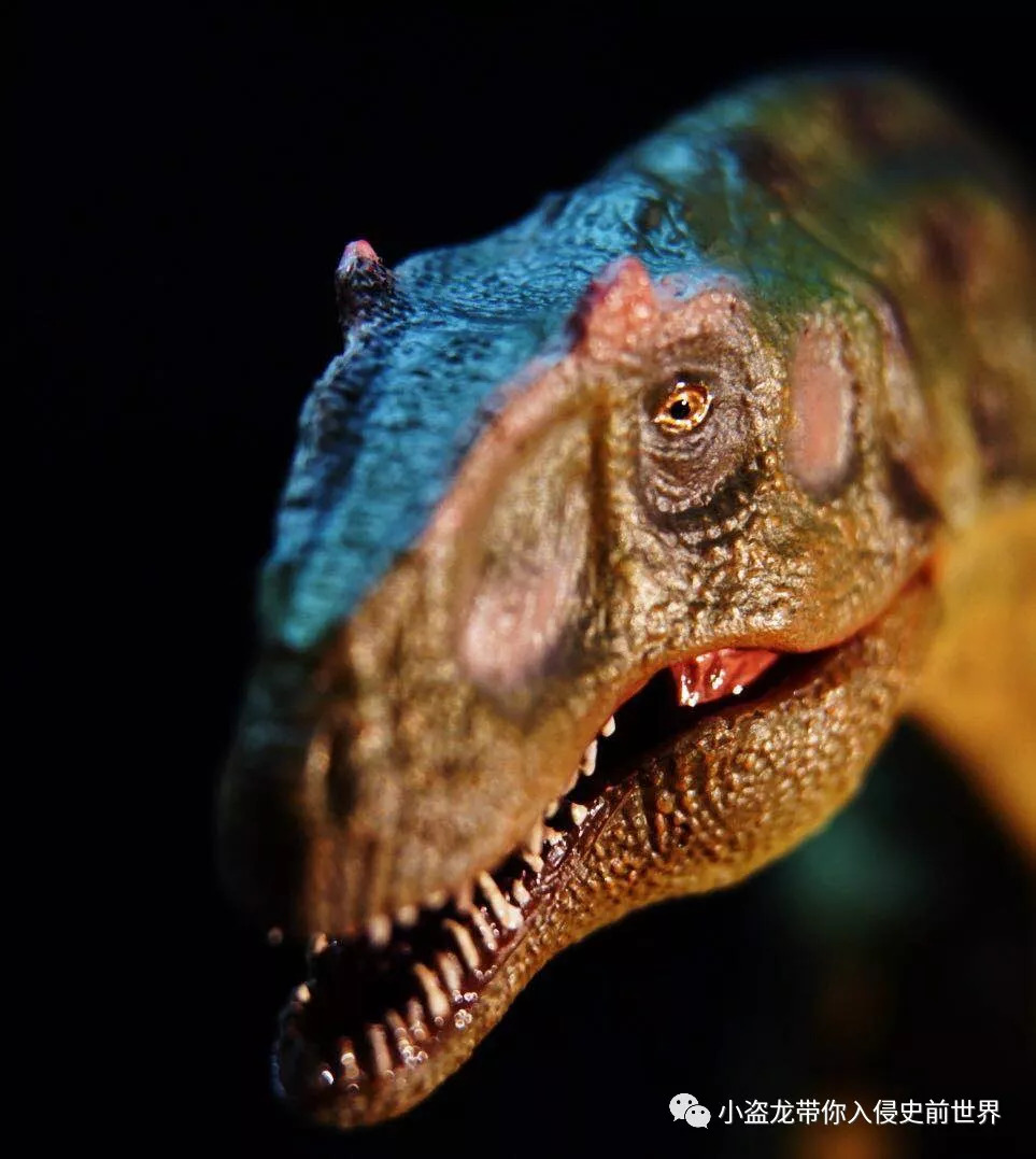 一条异特龙的成长史:"大艾尔"的故事