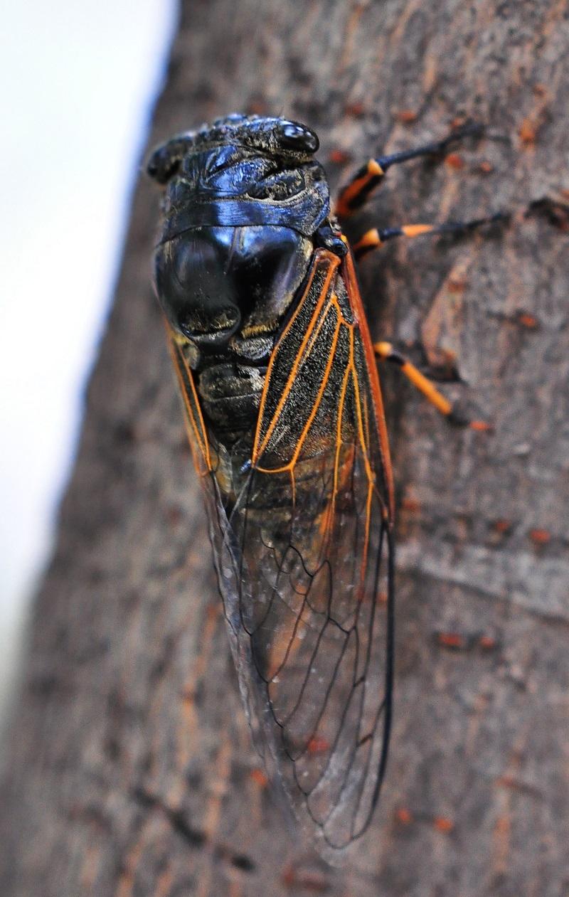 蝉总科(cicadoidea)中的所有昆虫都通称为"蝉",俗称"知了".