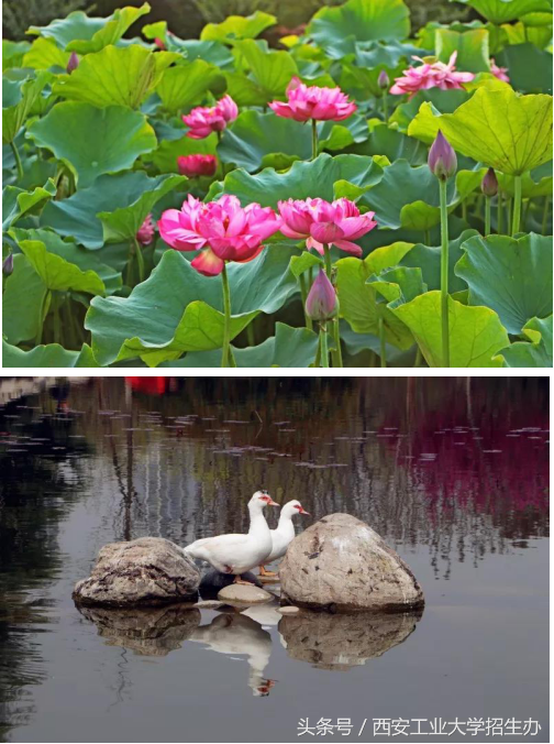 开学了！学长怎么给学妹介绍学校，非常急，在线等！
