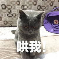 猫咪可爱表情包：人为什么要上班