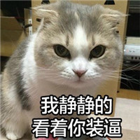 猫咪可爱表情包：人为什么要上班