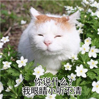 猫咪可爱表情包：人为什么要上班