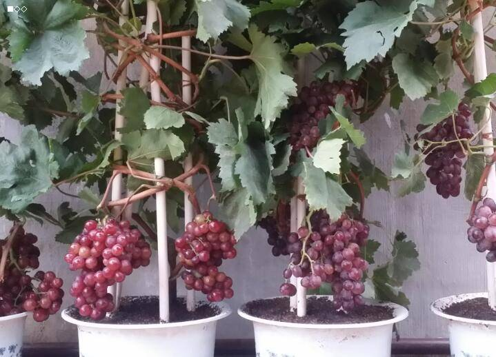 在阳台种这种"水果",枝条一插,果子收不停!