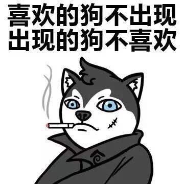 各种dog表情