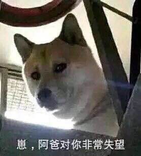 各种dog表情