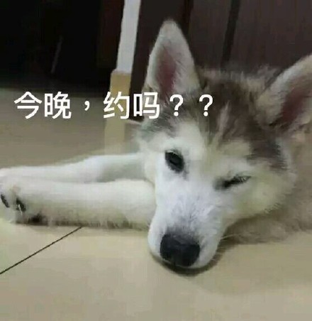 各种dog表情