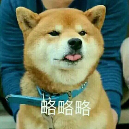 各种dog表情