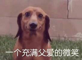 各种dog表情