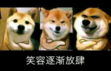 各种dog表情