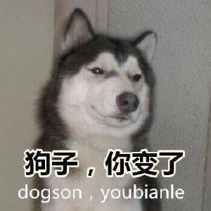 各种dog表情