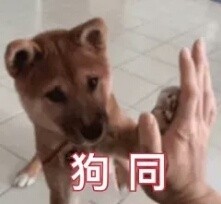 各种dog表情