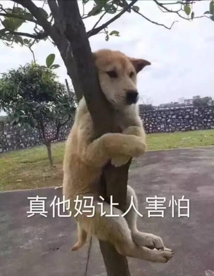 各种dog表情