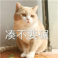 猫咪表情包：你从我眼里看到了什么，女神