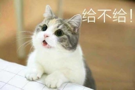 猫咪要钱吃肉肉表情包