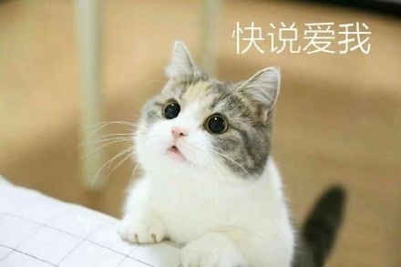 猫咪要钱吃肉肉表情包