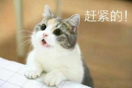 猫咪要钱吃肉肉表情包