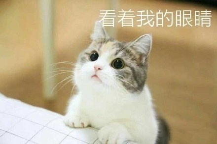 猫咪要钱吃肉肉表情包