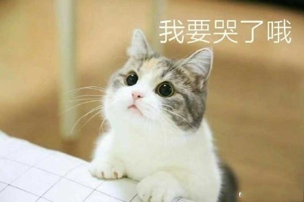 猫咪要钱吃肉肉表情包