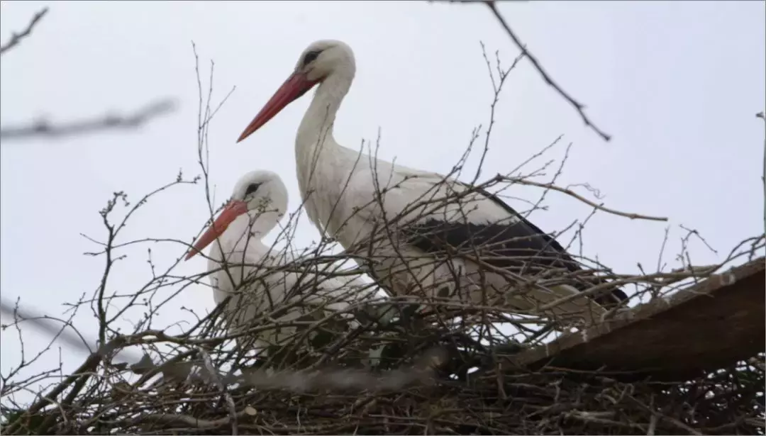 被誉为21世纪最奇葩的感情！让总统落泪，全世界头版头条给了他