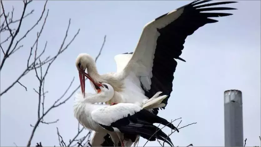 被誉为21世纪最奇葩的感情！让总统落泪，全世界头版头条给了他