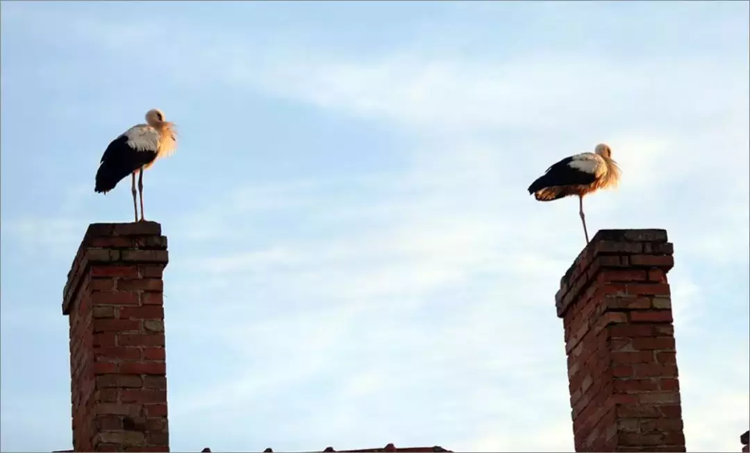 被誉为21世纪最奇葩的感情！让总统落泪，全世界头版头条给了他