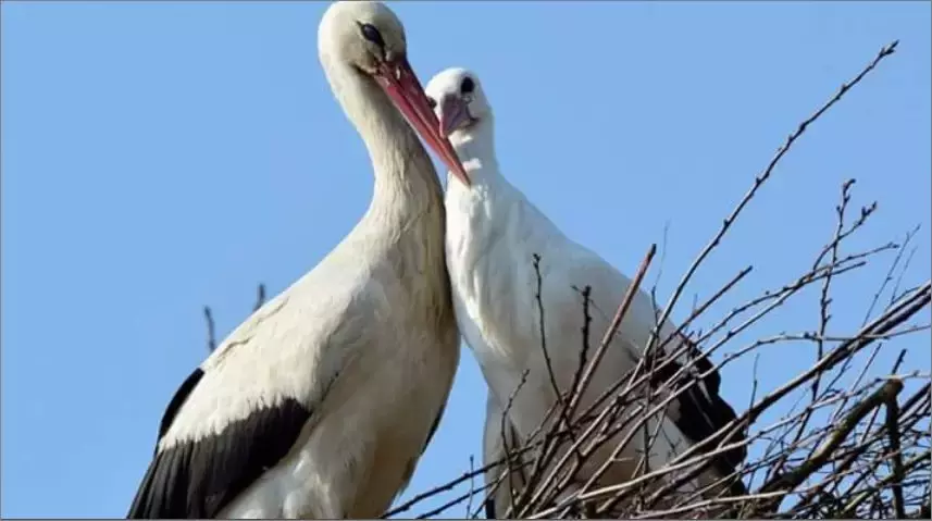 被誉为21世纪最奇葩的感情！让总统落泪，全世界头版头条给了他