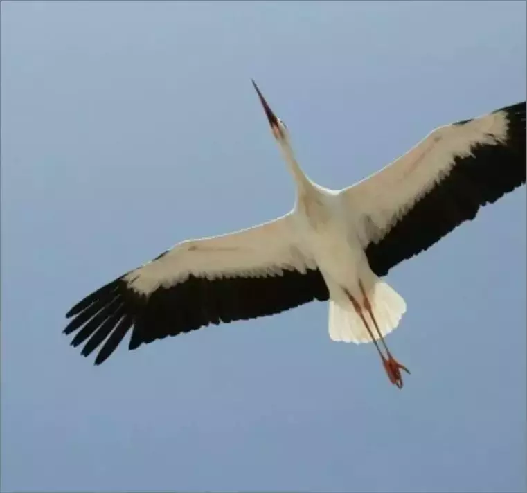 被誉为21世纪最奇葩的感情！让总统落泪，全世界头版头条给了他