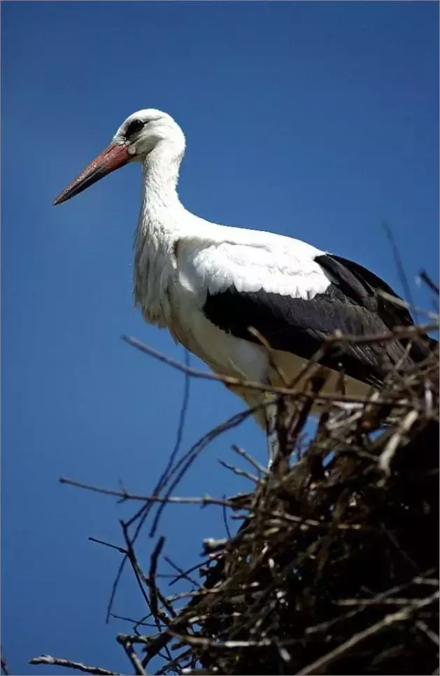 被誉为21世纪最奇葩的感情！让总统落泪，全世界头版头条给了他