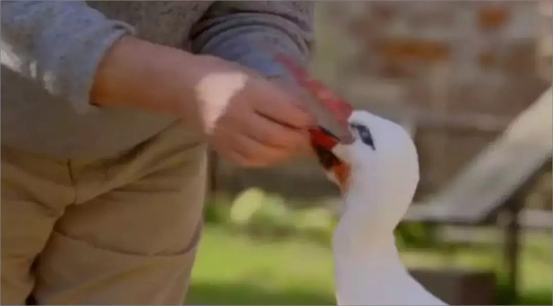 被誉为21世纪最奇葩的感情！让总统落泪，全世界头版头条给了他