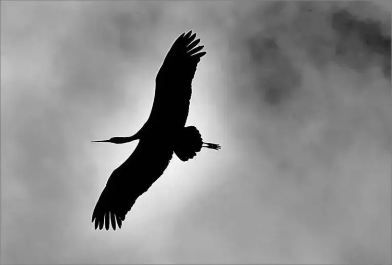 被誉为21世纪最奇葩的感情！让总统落泪，全世界头版头条给了他