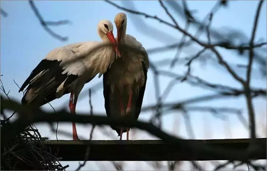 被誉为21世纪最奇葩的感情！让总统落泪，全世界头版头条给了他