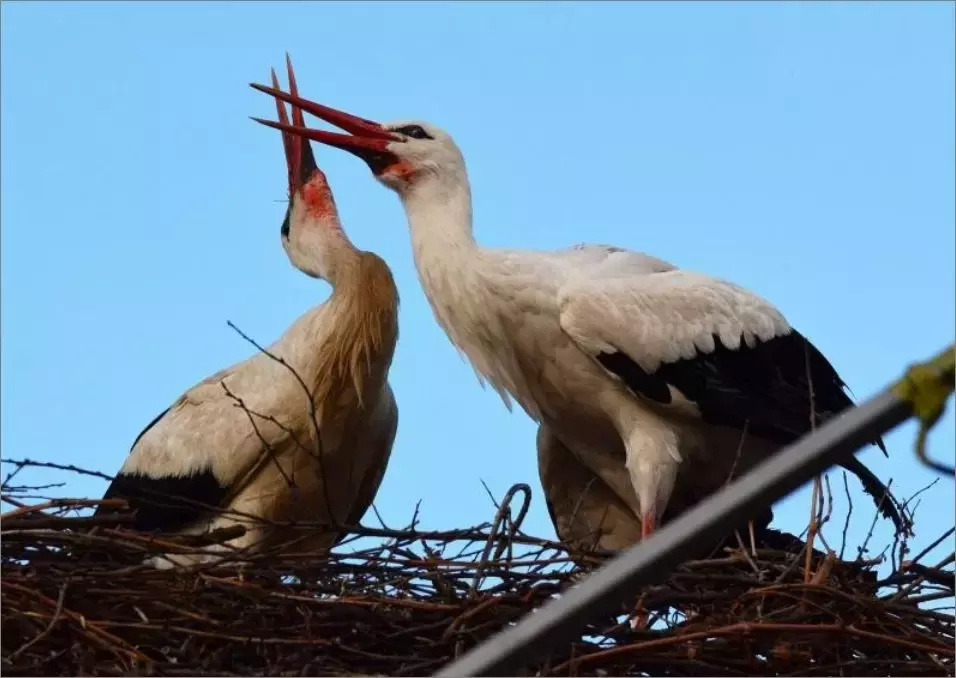 被誉为21世纪最奇葩的感情！让总统落泪，全世界头版头条给了他