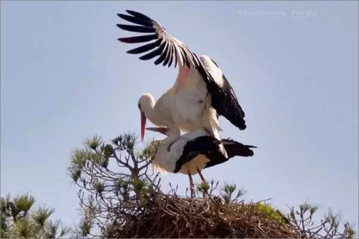 被誉为21世纪最奇葩的感情！让总统落泪，全世界头版头条给了他