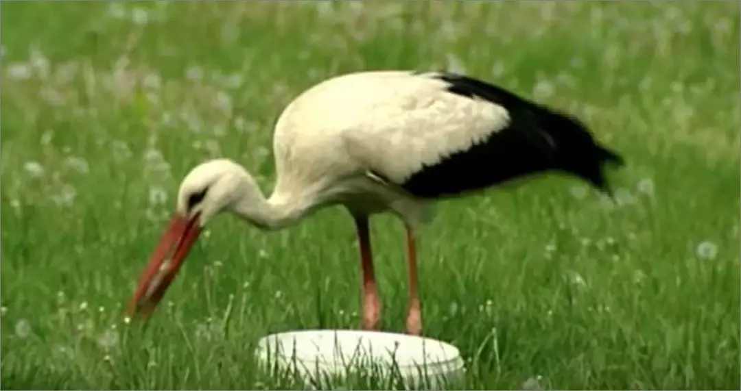 被誉为21世纪最奇葩的感情！让总统落泪，全世界头版头条给了他