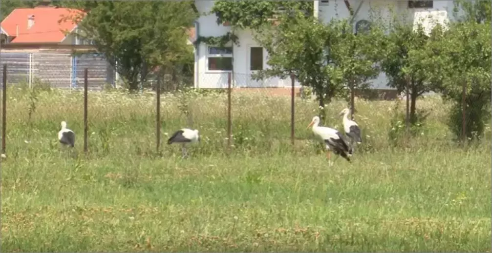 被誉为21世纪最奇葩的感情！让总统落泪，全世界头版头条给了他