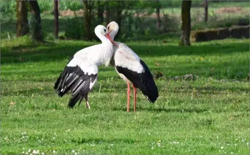 被誉为21世纪最奇葩的感情！让总统落泪，全世界头版头条给了他