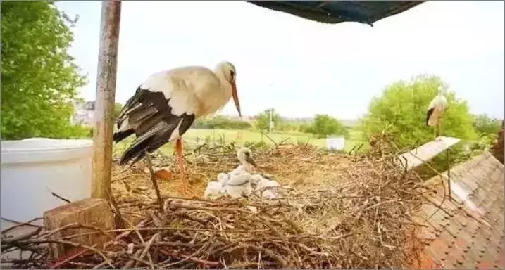 被誉为21世纪最奇葩的感情！让总统落泪，全世界头版头条给了他