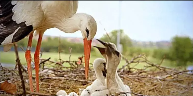 被誉为21世纪最奇葩的感情！让总统落泪，全世界头版头条给了他