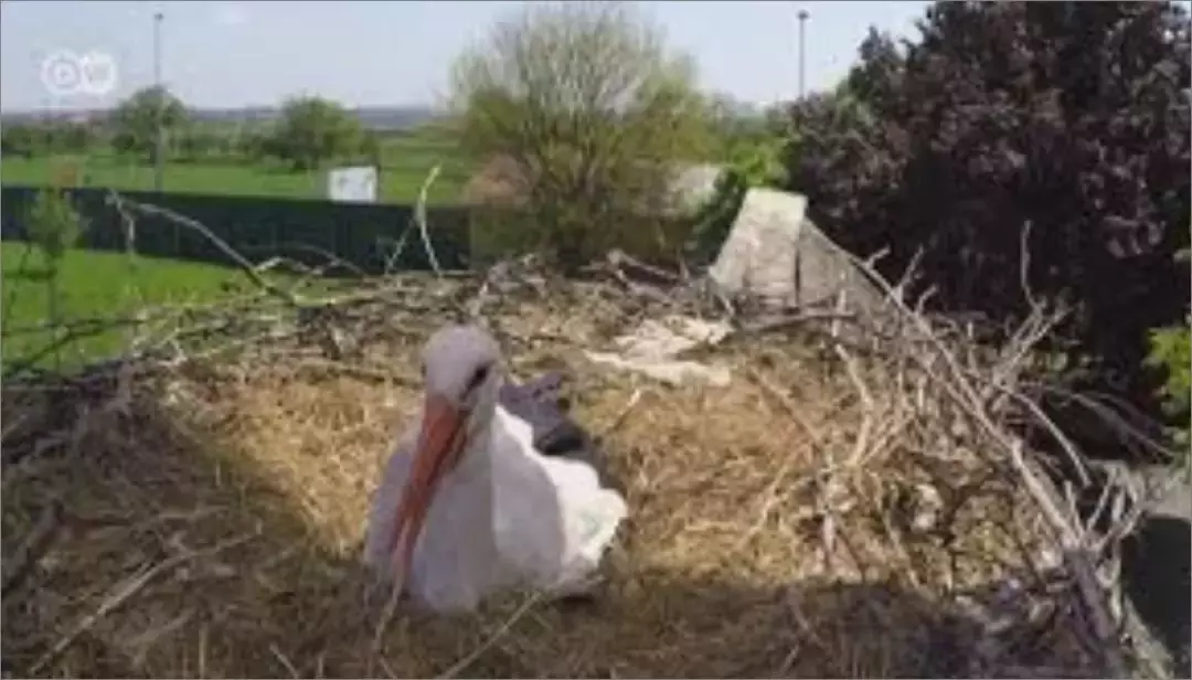 被誉为21世纪最奇葩的感情！让总统落泪，全世界头版头条给了他