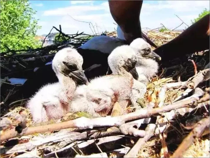 被誉为21世纪最奇葩的感情！让总统落泪，全世界头版头条给了他