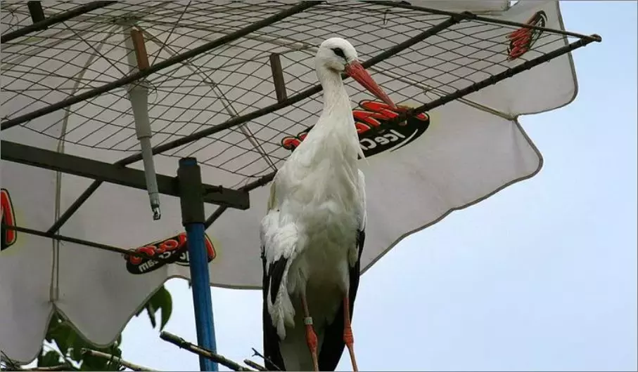 被誉为21世纪最奇葩的感情！让总统落泪，全世界头版头条给了他