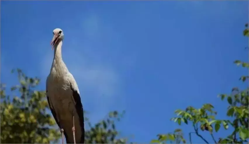 被誉为21世纪最奇葩的感情！让总统落泪，全世界头版头条给了他